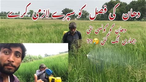 Rice Crop Sapray Dhan Ki Fasal Ko Ifazti Sapray Chawal Ki Fasal Ko