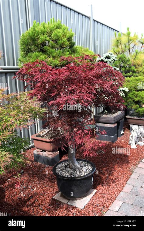 Acer Palmatum Dissectum Atropurporeum O Noto Come Rosso Pianto Di