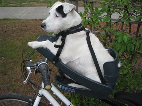 Buddy Rider Dog Bike Seat — Premium European Urban City Bicycles