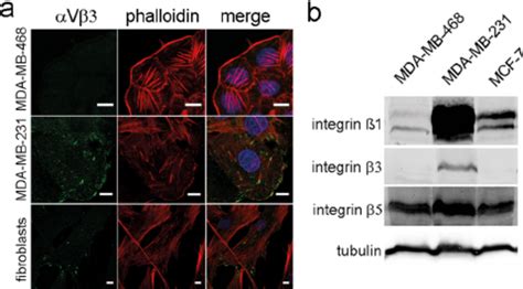 Expression Of Integrin Subunits In Human Breast Cancer Cell Lines