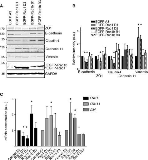 Figure 2 From Different Signaling And Functionality Of Rac1 And Rac1b