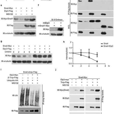 Elp3 Interacts With And Stabilizes Snail1 Through Inhibiting Its