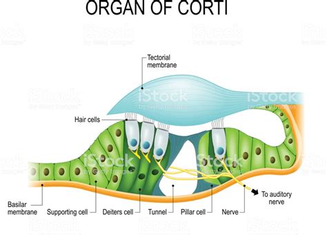 Organ Of Corti Is Found In The