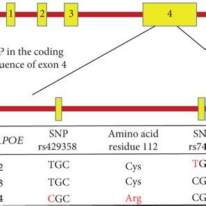 Schematic Presentation Of The Human APOE Genotype And APOE