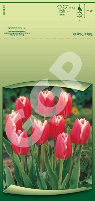 Tulipa Triumph Leen Van Der Mark Global Green Packaging