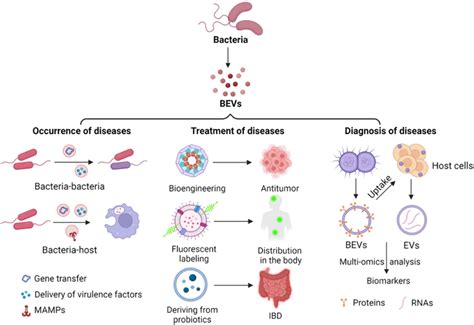 Function Of BEVs In Diseases BEVs Play A Significant Role In Human