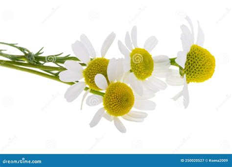 Medicinal Chamomile Isolated Stock Image Image Of Flower Garden