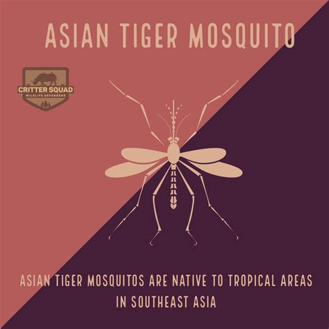 Asian Tiger Mosquito Fact Sheet - C.S.W.D