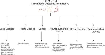 Frontiers The Role Of Helminths In The Development Of Non