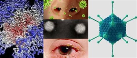 Adenovirus Definición Estructura Tipos Multiplicación