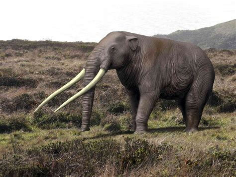 Prehistoric Elephants: Pictures and Profiles