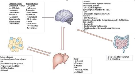 Existing And Emerging Molecular Targets For The Pharmacotherapy Of