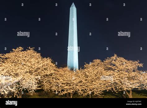 Cherry Blossoms with Washington DC Washington Monument at night Stock Photo - Alamy