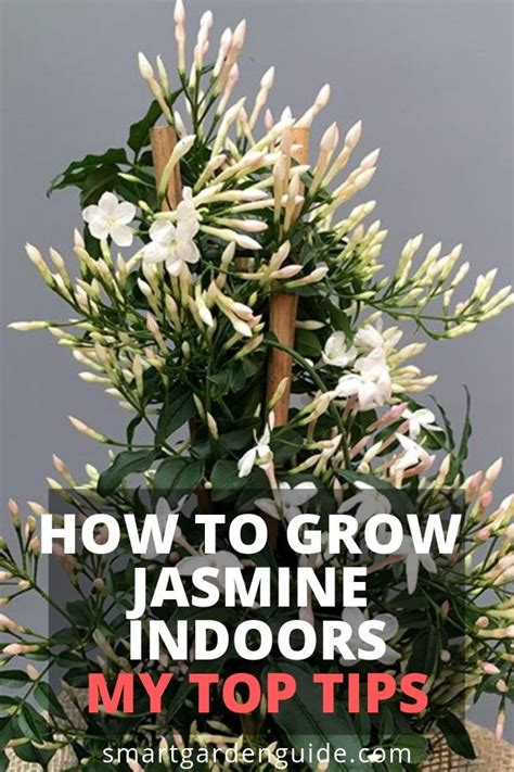 Jasminum Polyanthum - Fragrant Indoor Jasmine Plant