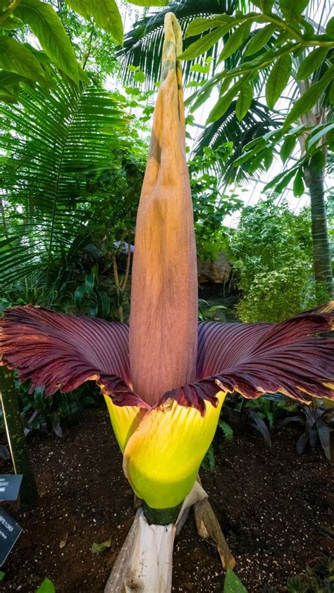 Amorphophallus Titanum Growing Plants Indoors Unusual Flowers Plants