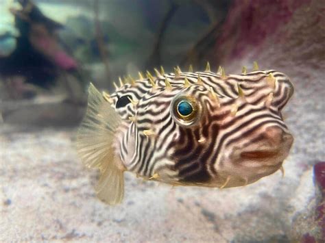 Striped Burrfish: The Tiny Puffers - Ocean Info