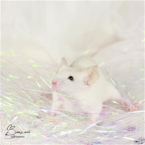 DFM Starlight II - Show Mouse by BanzZaii on DeviantArt