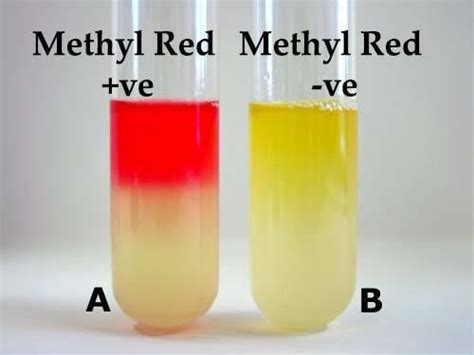 Methyl red ~ Everything You Need to Know with Photos | Videos