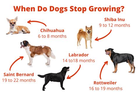 When Do Dogs Stop Growing Puppy Growth Chart Growing Dogs