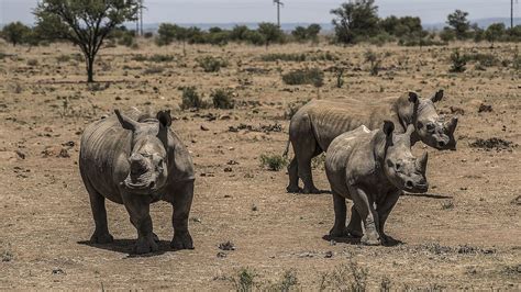 Breaking Rhino Horn Trade To Return In South Africa