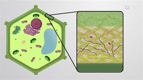 Plant Cell Wall