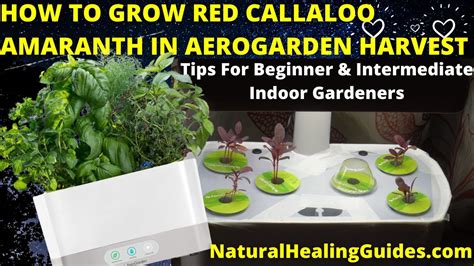 How To Grow Red Callaloo Amaranth In Aerogarden Harvest Successfully