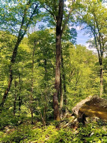 Best Trails In Johns Mountain Wildlife Management Area Georgia