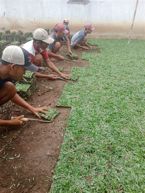 Supplier Rumput Gajah Mini Termurah Di Brebes Tribun Jualbeli