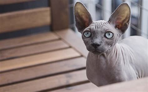 ¿cómo Es El Gato Raza Don Sphynx Características Y Principales