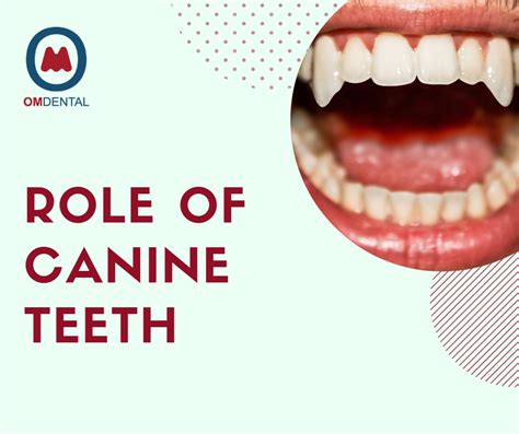 What is the role of canine teeth?