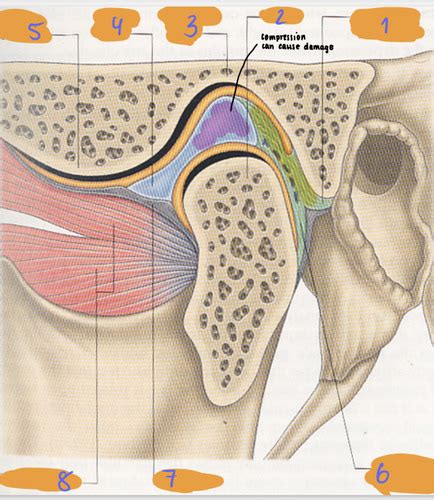 Functional Anatomy Of Tmj Tmj Flashcards Quizlet