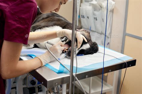 Veterinary Dentistry Dentist Surgeon Veterinarian Treats And Removes