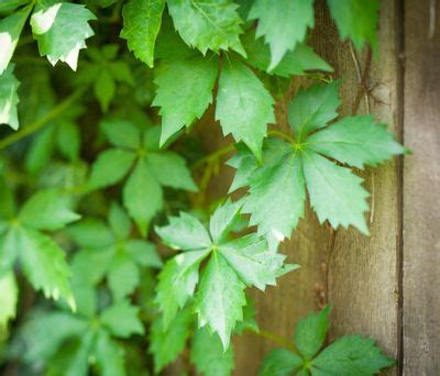 Container Grown Virginia Creeper: Can You Grow Virginia Creeper In A Pot