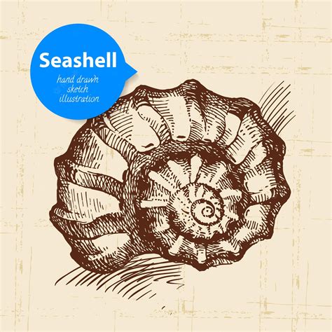 Premium Vector | Seashell hand drawn sketch. vintage illustration