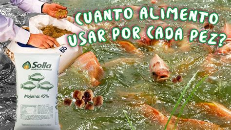 Como Calcular El Alimento Diario De Los Peces Youtube