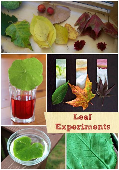 18 Fall Science Activities And Experiments With Leaves Science