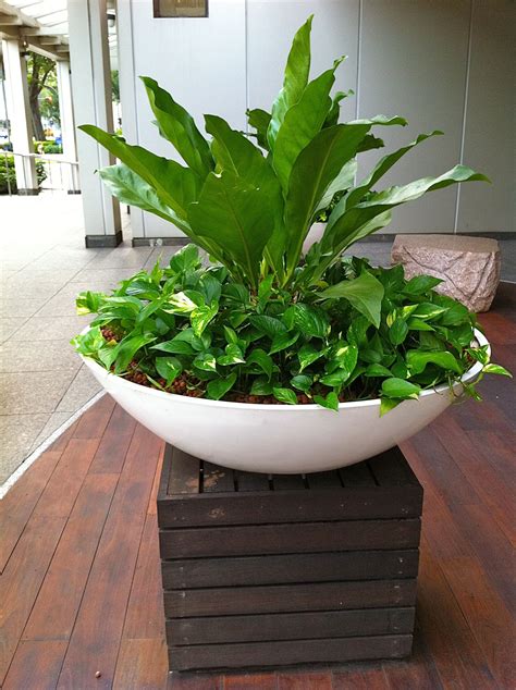 Plant Pots Singapore G4rden Plant