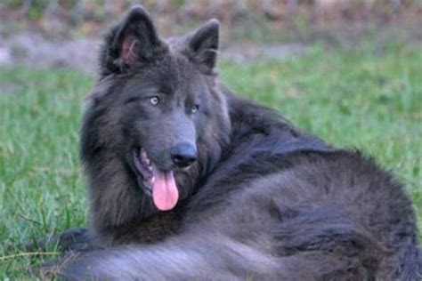 German Shepherd Puppies With Blue Eyes - Puppy And Pets