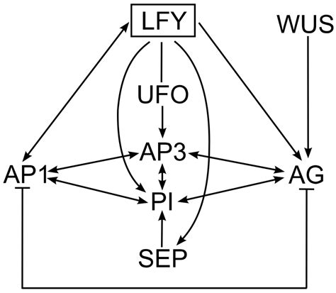 Evolution Of Gene Network Controlling Plant Reproductive Development