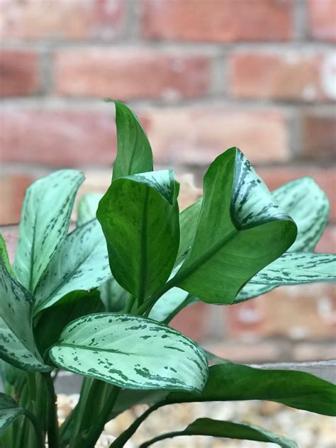 Aglaonema Emerald Bay