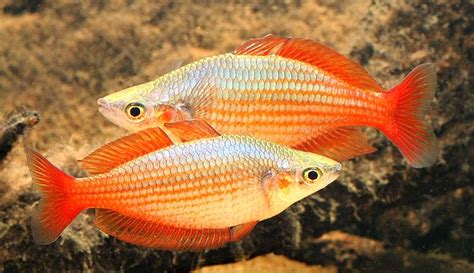 Eastern Rainbowfish Melanotaenia Splendida Splendida Wallaby Creek