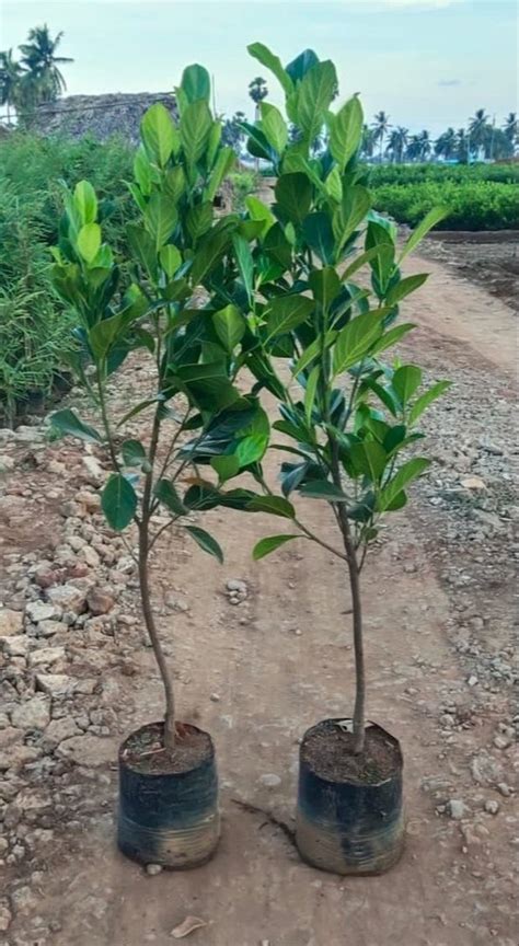 Well Watered Green Hybrid Jackfruit Plant For Fruits At 160 Piece In