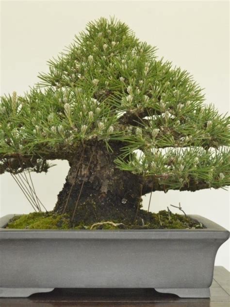 Bonsai Giapponese Attrezzi E Vasi Per Bonsai Bonsai Giapponese