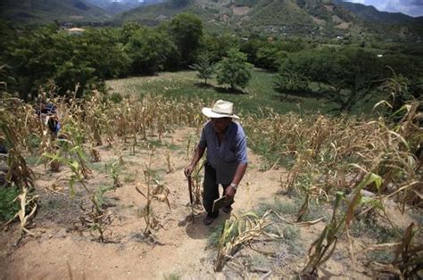 La SequÍa CausarÁ PÉrdidas Millonarias En Agricultura De Temporal De