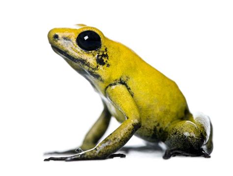 Golden Poison Frog