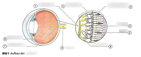 Auge Netzhaut Diagram Quizlet