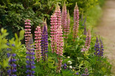 Lupinus polyphyllus łubin trwały ozdobne waw pl index ph Flickr