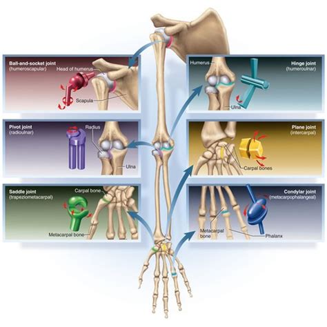 Types Of Joints Flashcards Quizlet