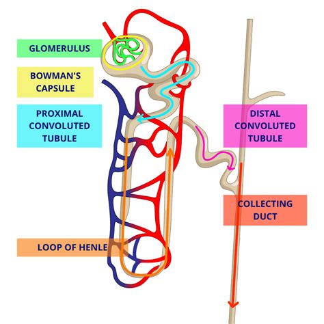 Nephron Parts