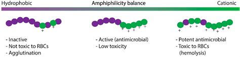 Pharmaceutics Free Full Text Host Defense Peptide Mimicking